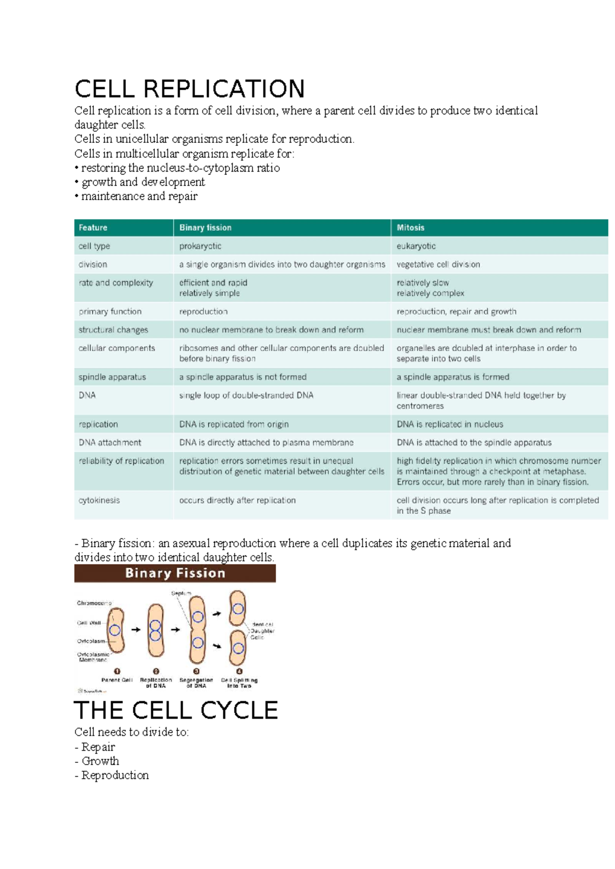 CELL Replication and the Cell Cycle: Understanding Division and Cancer ...