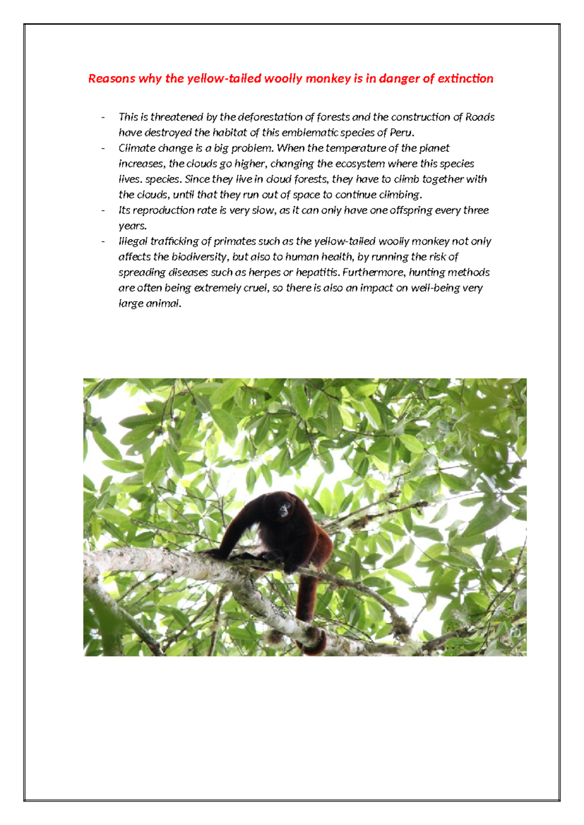 Reasons why the yellow-tailed woolly monkey is in danger of extinction ...
