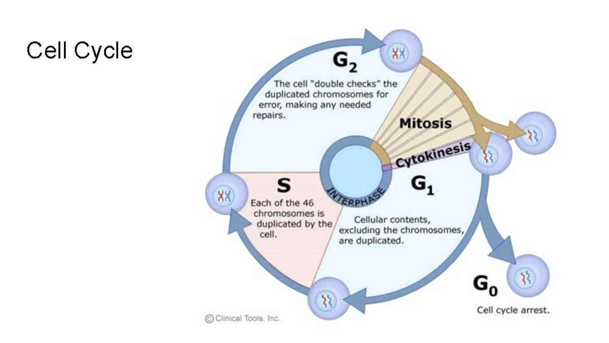 Cell Cycle Overview - Cell Biology (Final Exam Study Notes) - Studocu