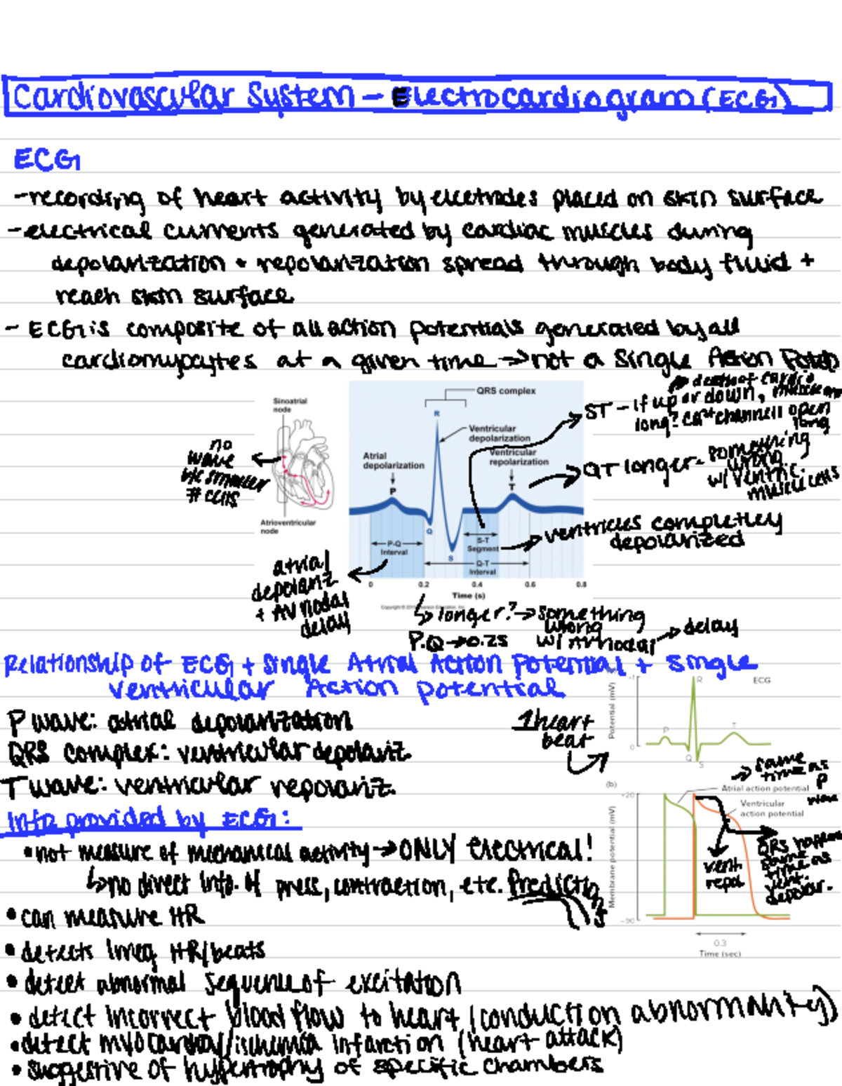 Bio313 Cardiovascular System: Understanding ECG and Cardiac Cycle - Studocu