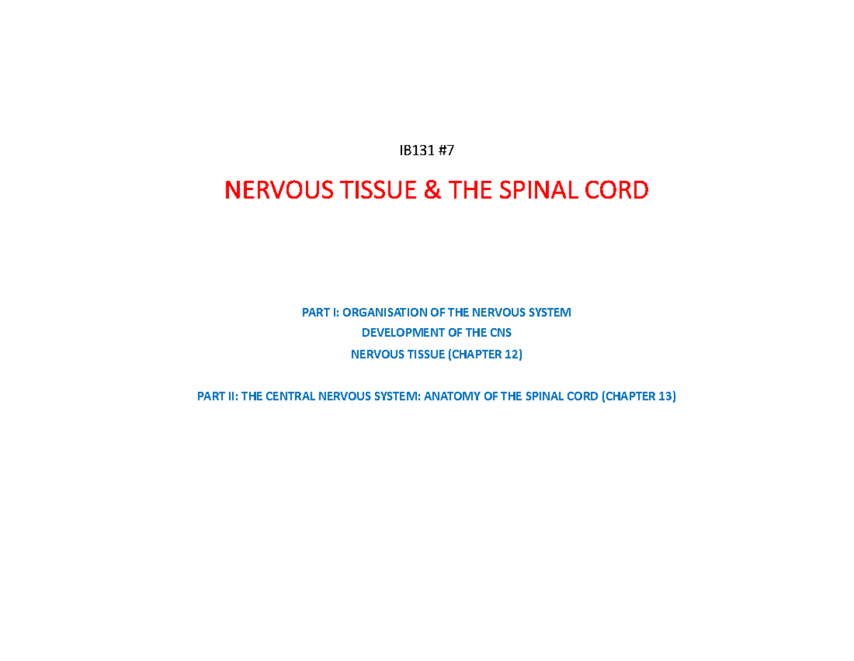 Nervous System Overview: Functions & Spinal Cord Anatomy (IB131) - Studocu