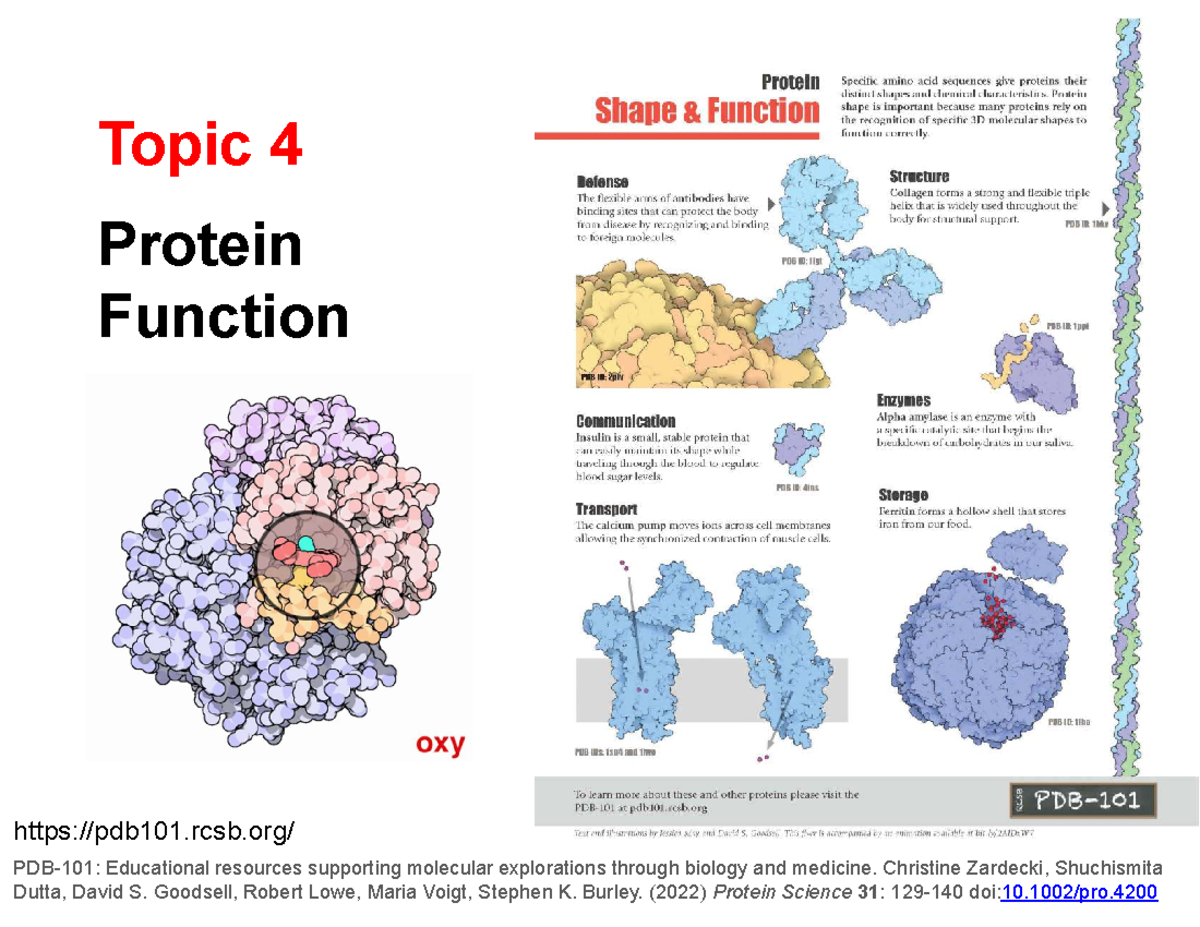 Topic 4: Protein Function - Educational Resources & Learning Objectives ...