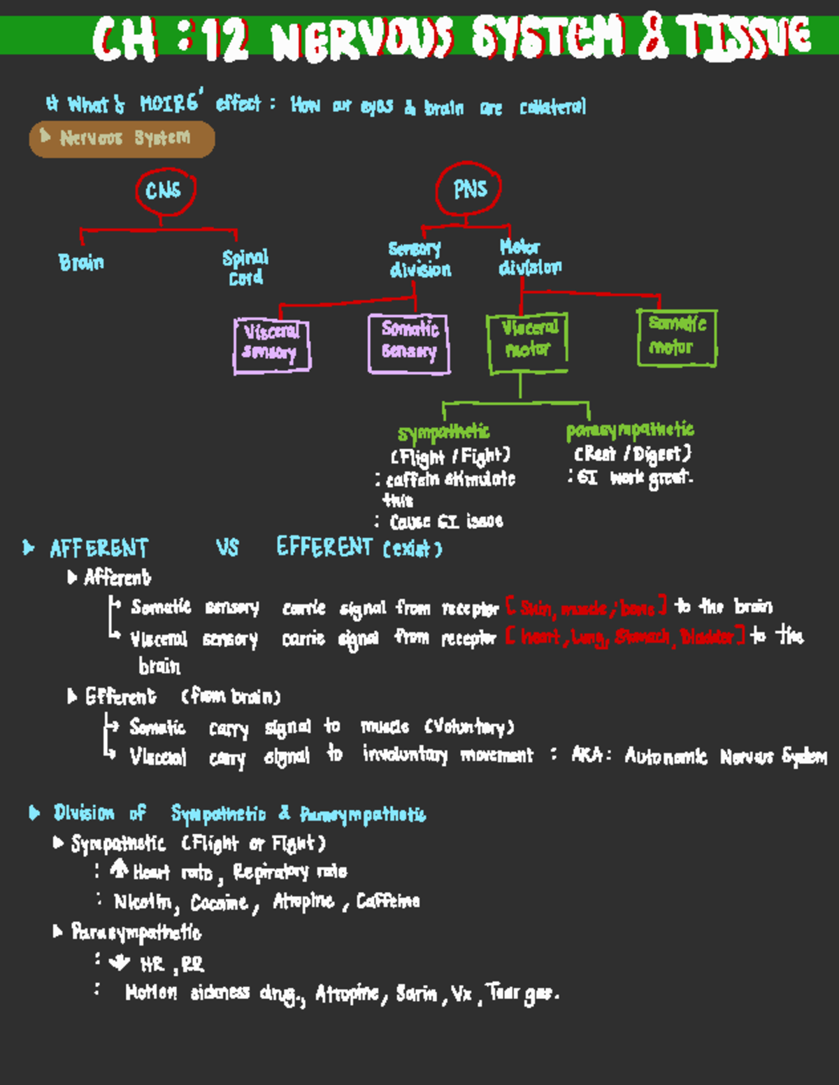 Nervous System Overview & Disorders Study Notes (Course Code: CHI 113 ...