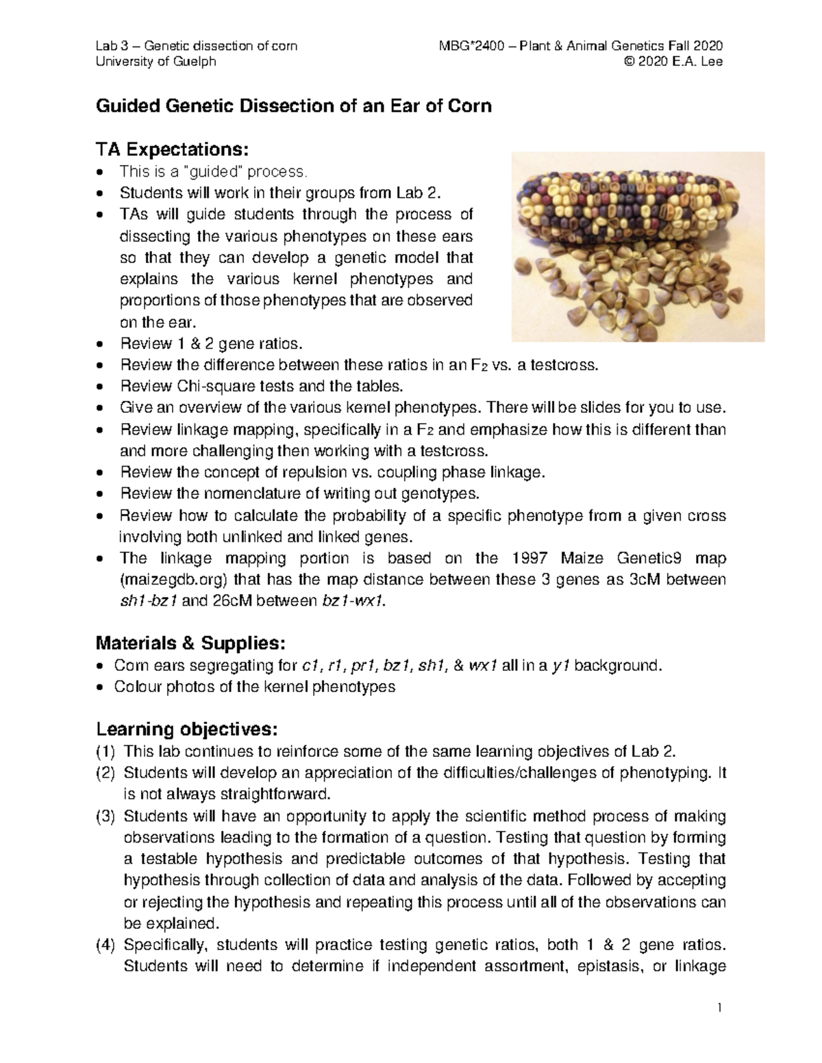 Lab 3: Genetic Dissection of Corn - Student Guide (Fall 2020) - Studocu