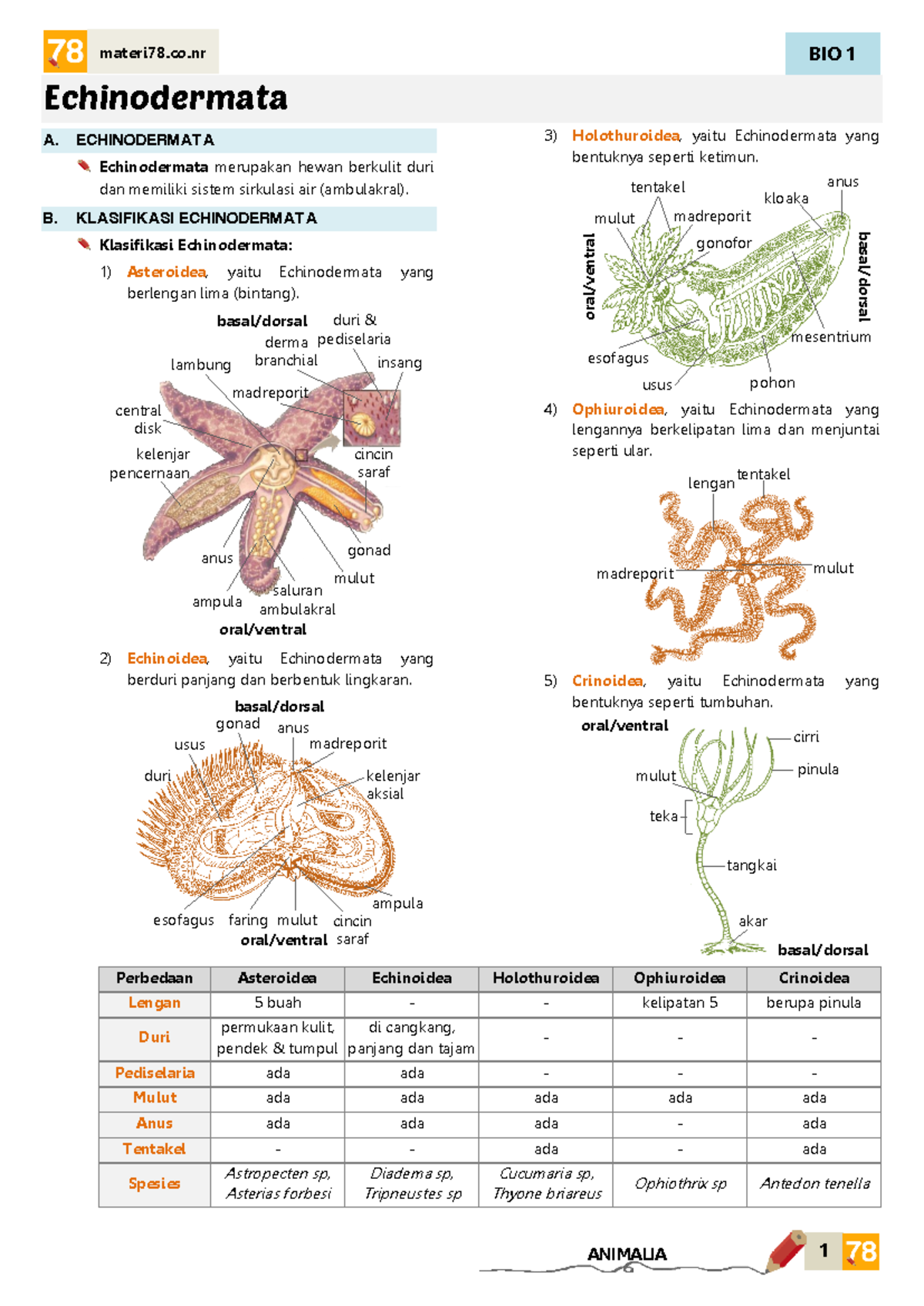 Echinodermata Biology Overview - BIO 1 Lecture Notes - Studocu