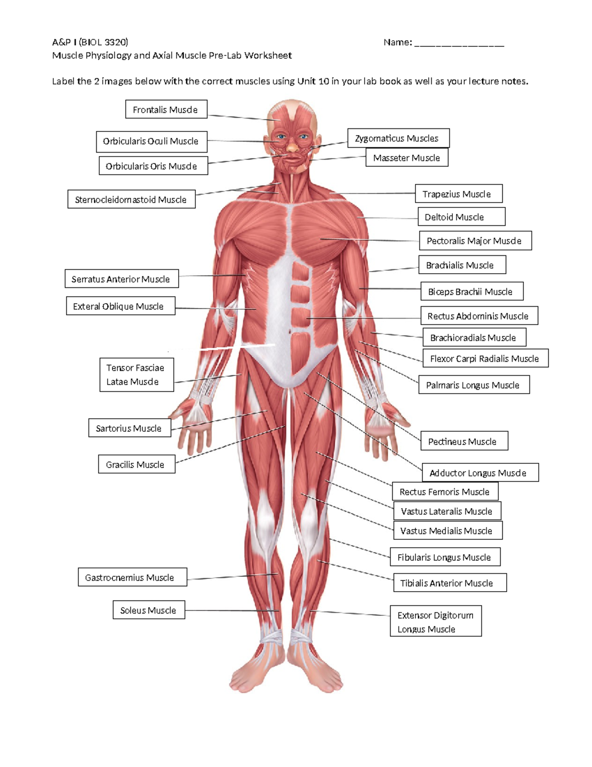 Muscle Anatomy Pre-Lab Worksheet (Unit 10) - Detailed Review - Studocu