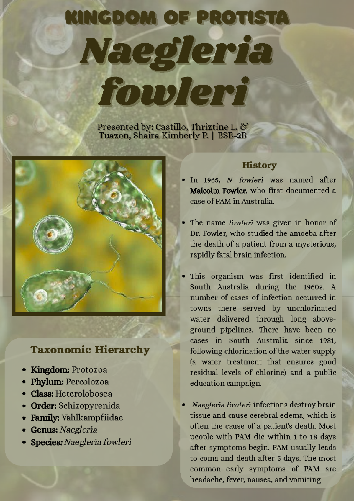 Naegleria fowleri: Insights into PAM and Its Pathogenesis (Bio 101 ...