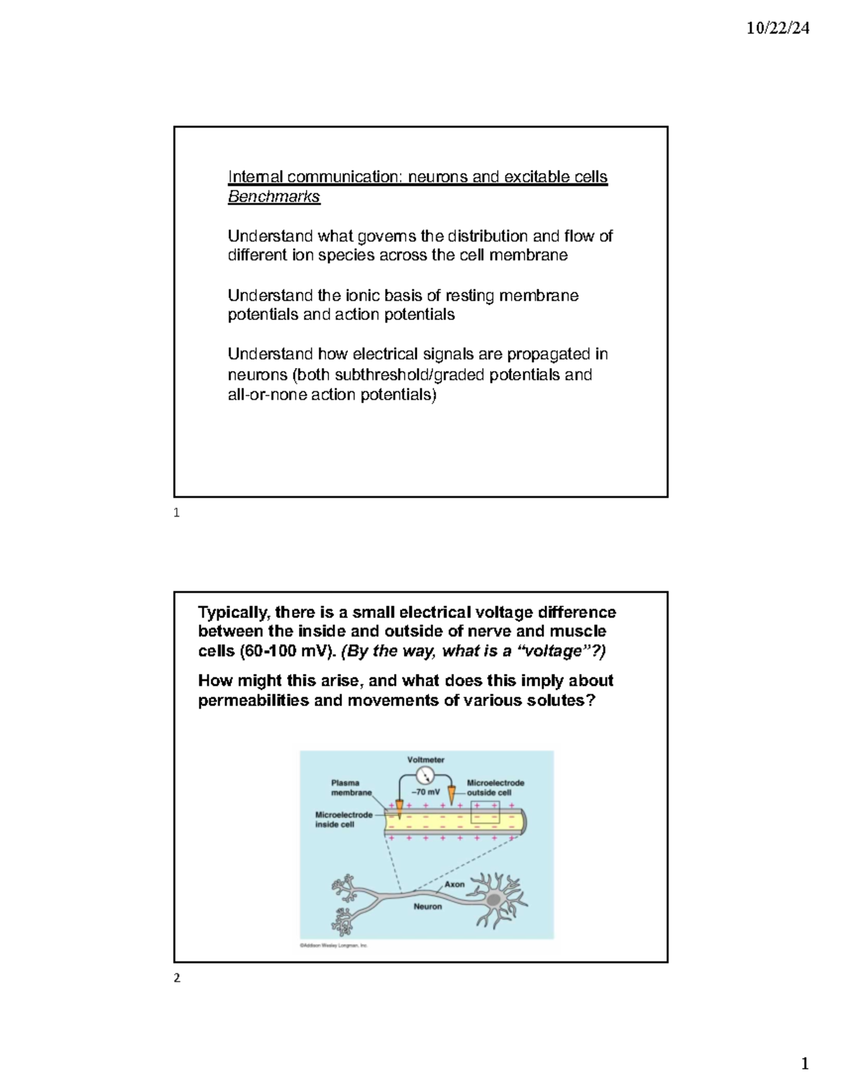 Understanding Action Potentials and Membrane Potentials in Neurons ...