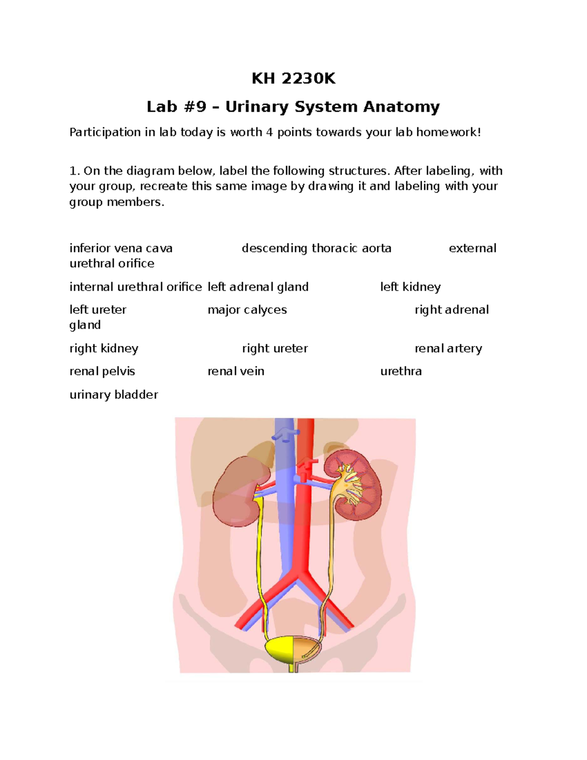 Lab 9 Urinary System Labeling and HW Students - KH 2230K Lab #9 ...