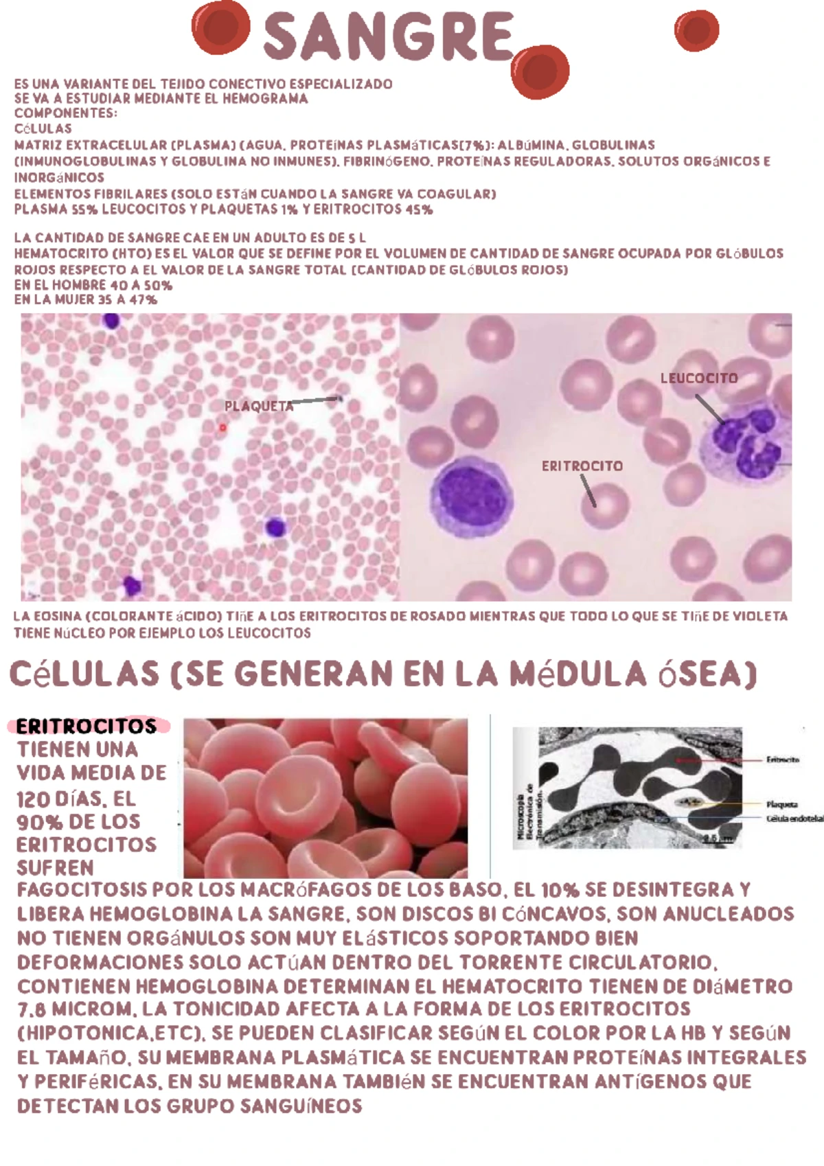 Generalidades sobre el Tejido Sanguíneo: Histología ROSS - Studocu, image size:1200x1698