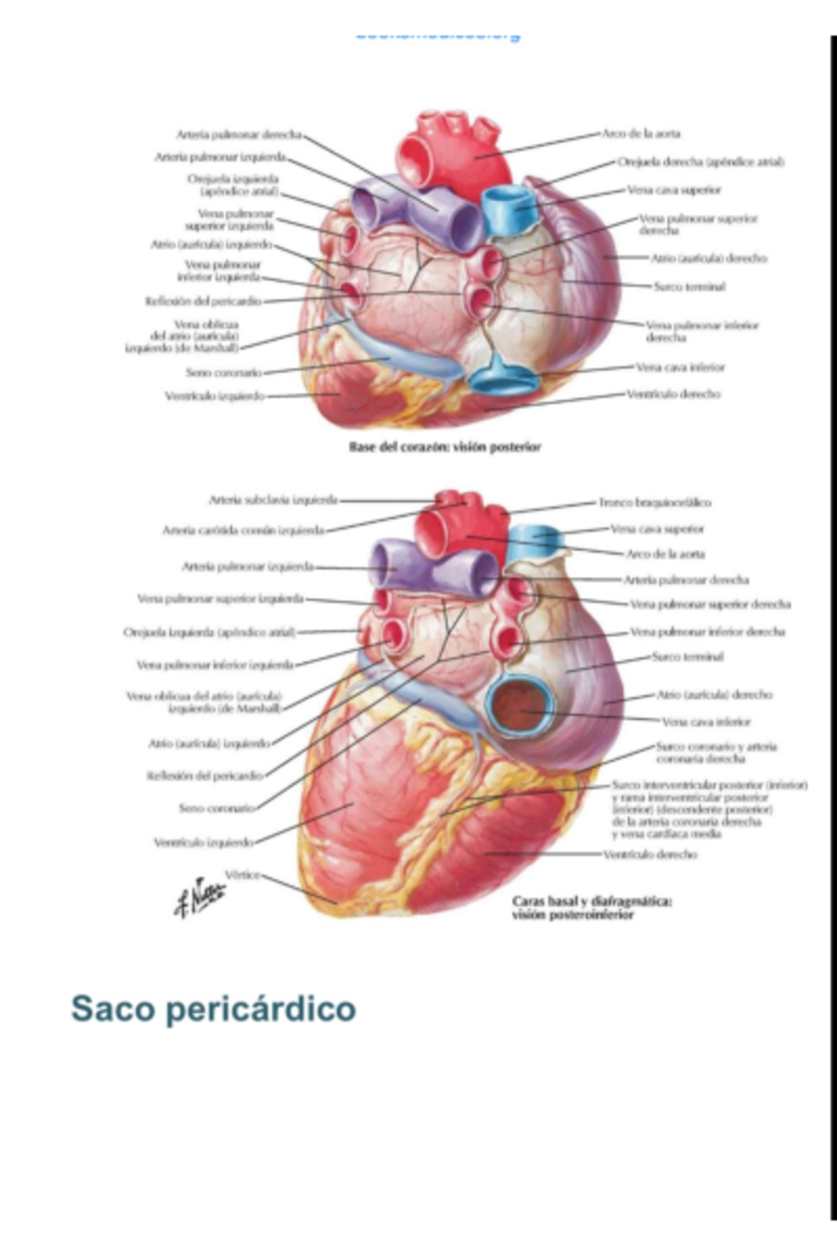 Anatomía Cardíaca Humana