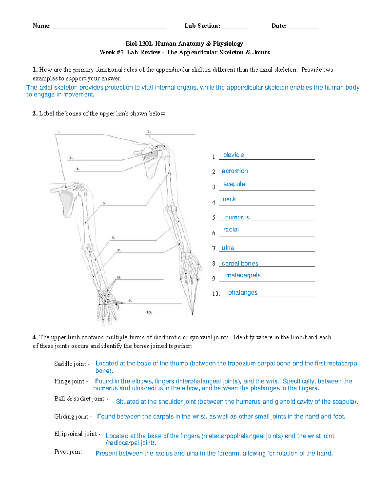 Axial And Appendicular System Review Lab Anatomy 500x492