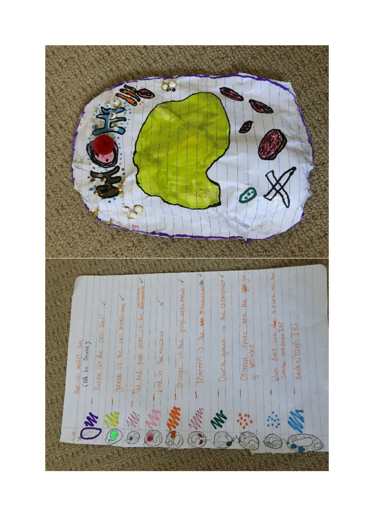 Plant Cell Model Overview and Key Features - Studocu
