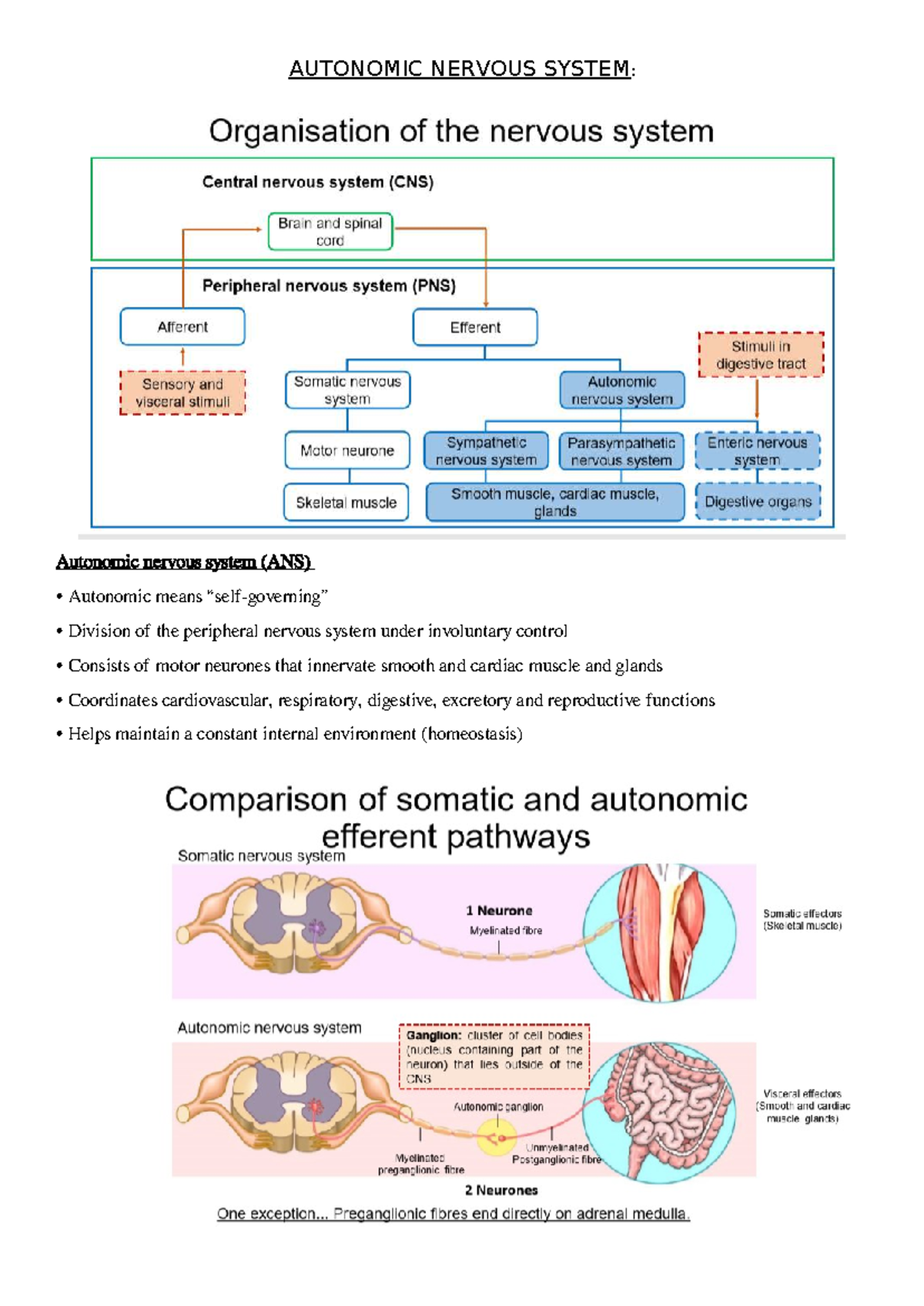 ANS 101: Comprehensive Notes on the Autonomic Nervous System - Studocu