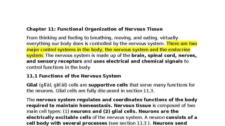 Chapter 11 Notes: Functional Organization of Nervous Tissue (AP 1 ...