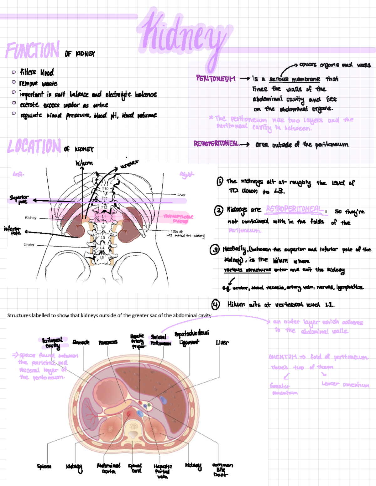 Untitled - renal lecture notes 2021/2021 from lecture - Kidney FUNCTION ...