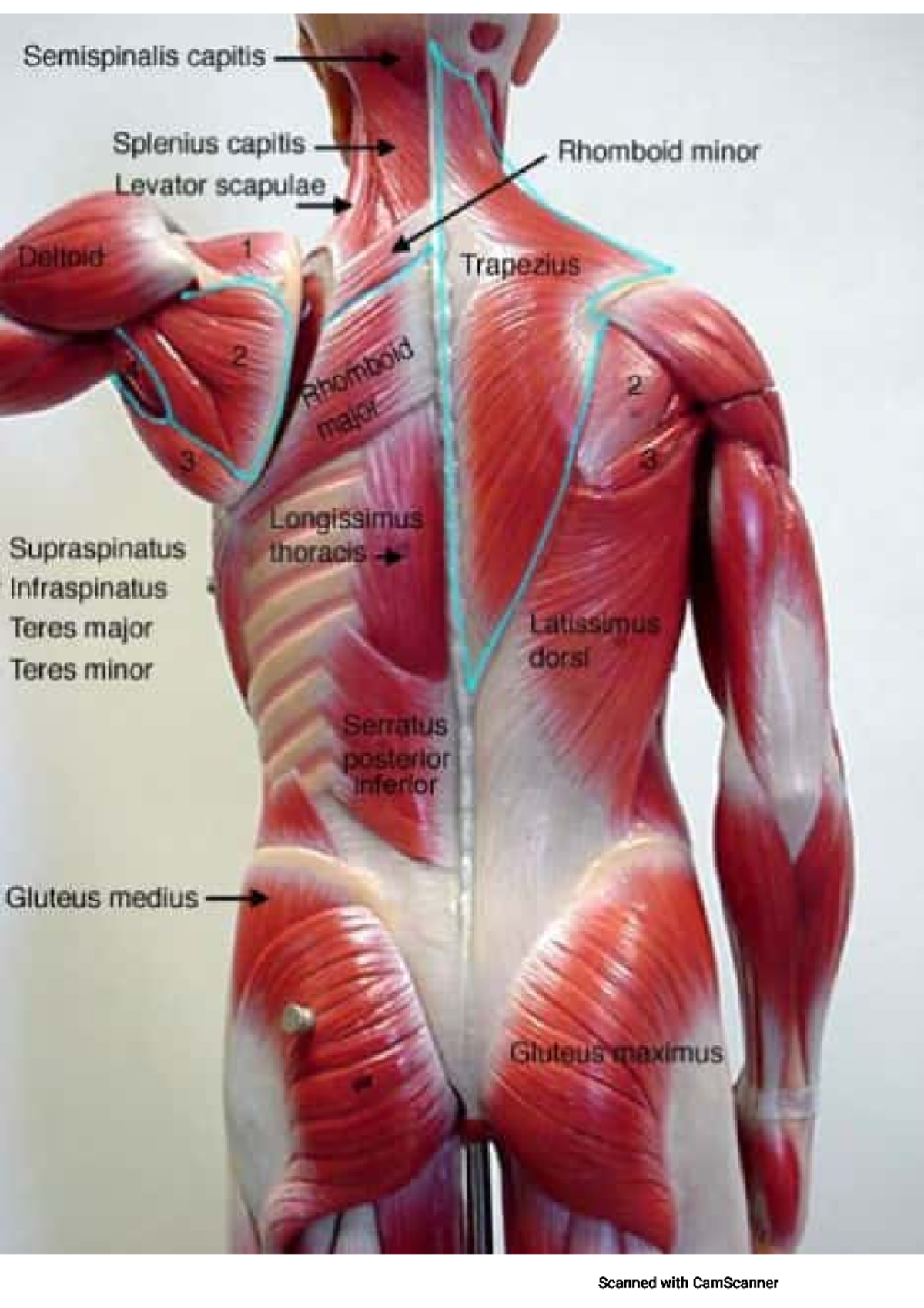 Upperlimb OSPE Preparation Notes - Muscle Anatomy and Functions - Studocu