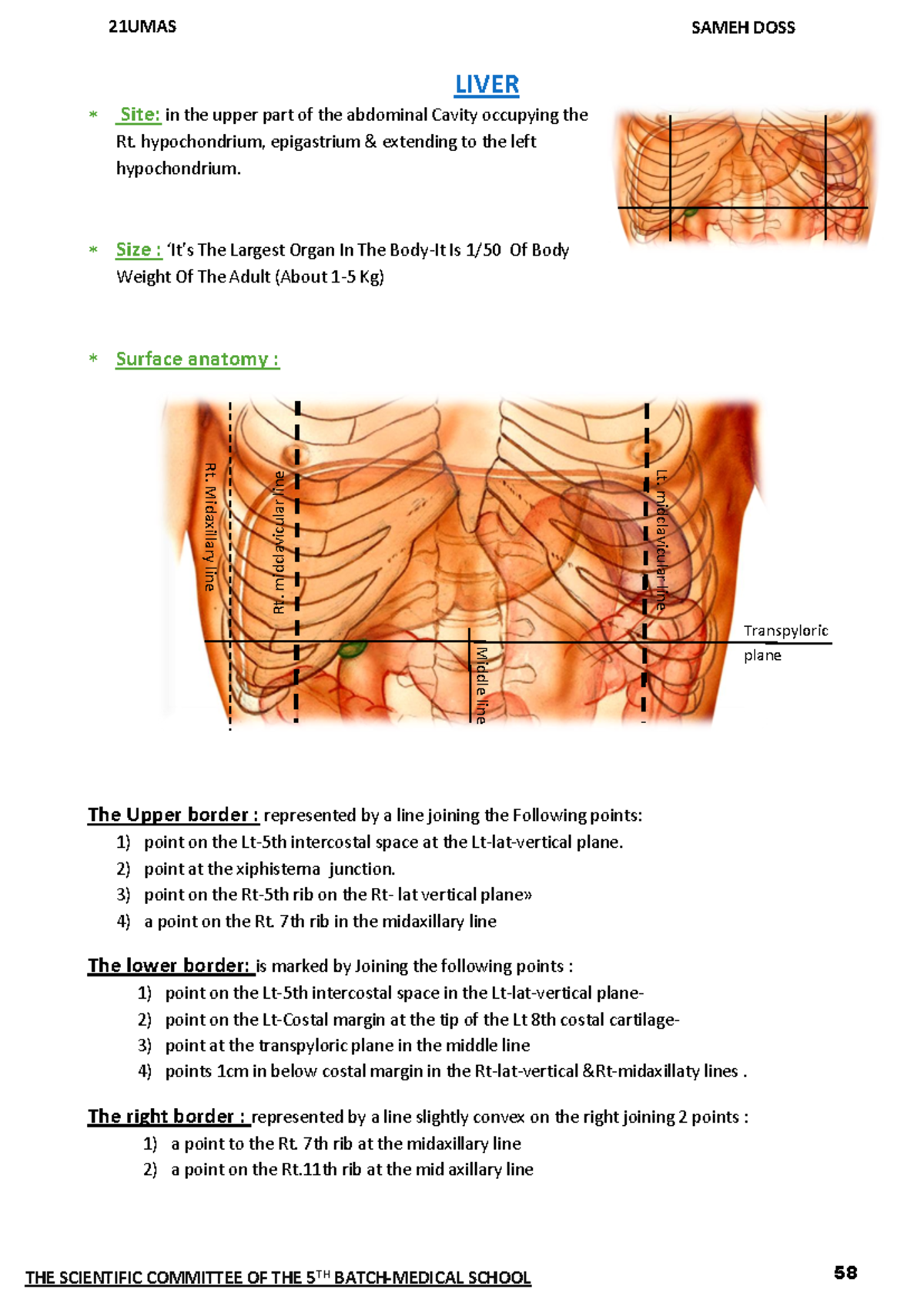 Liver Anatomy Overview: Key Features and Structures Explained - Document Preview