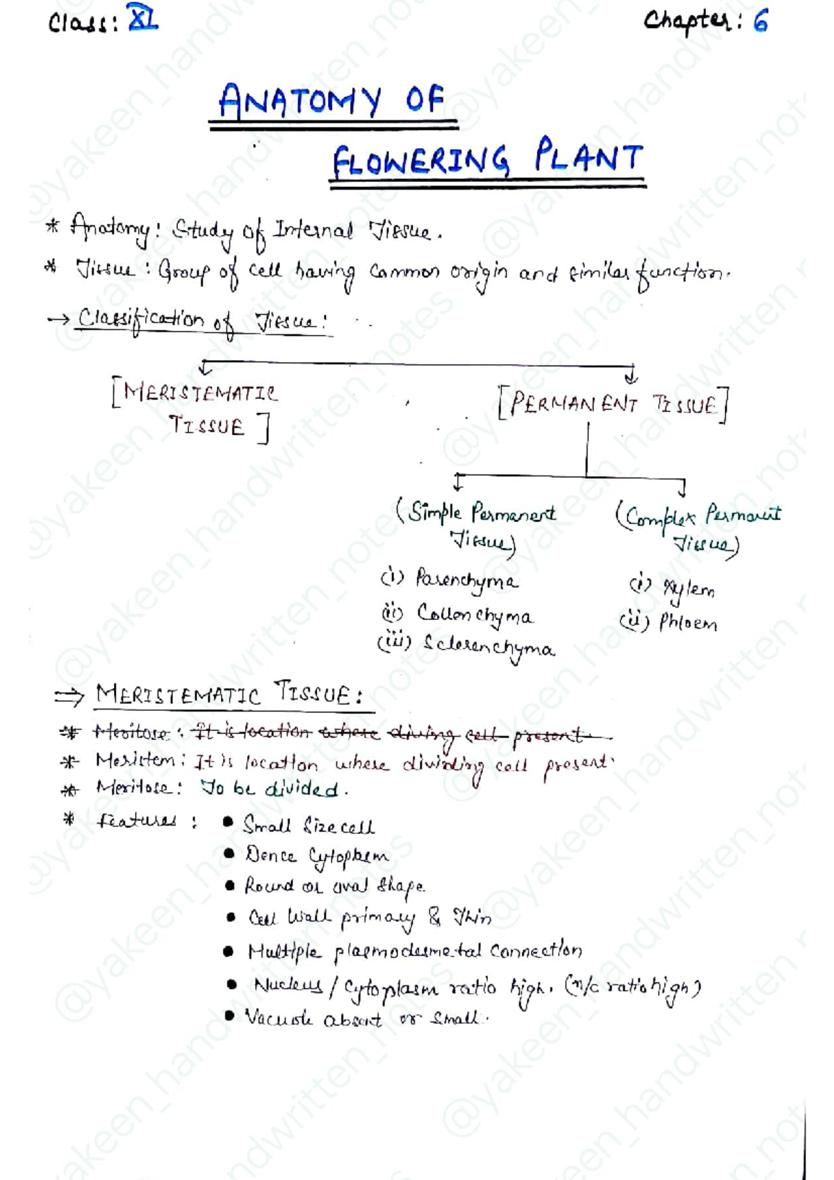 Botany demo notes - Class: XL Chapter: 6 ANATOMY OF FLOWERING PLANT ...