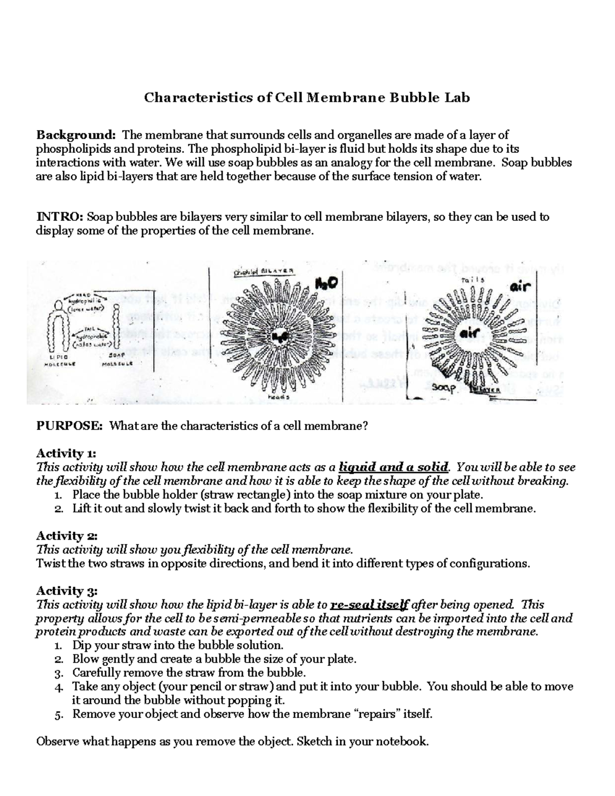 Characteristics of Cell Membrane: Hendo Bubble Lab Activities - Studocu
