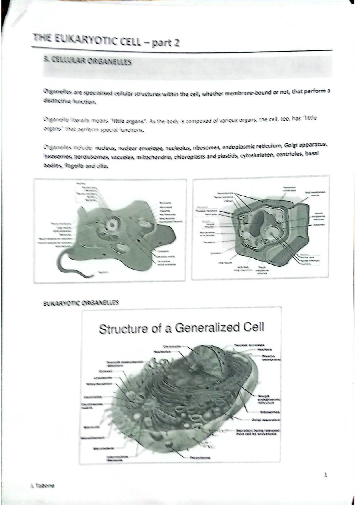 EUKARYOTIC CELL ORGANELLES: STRUCTURE AND FUNCTION (BIO 101) - Studocu