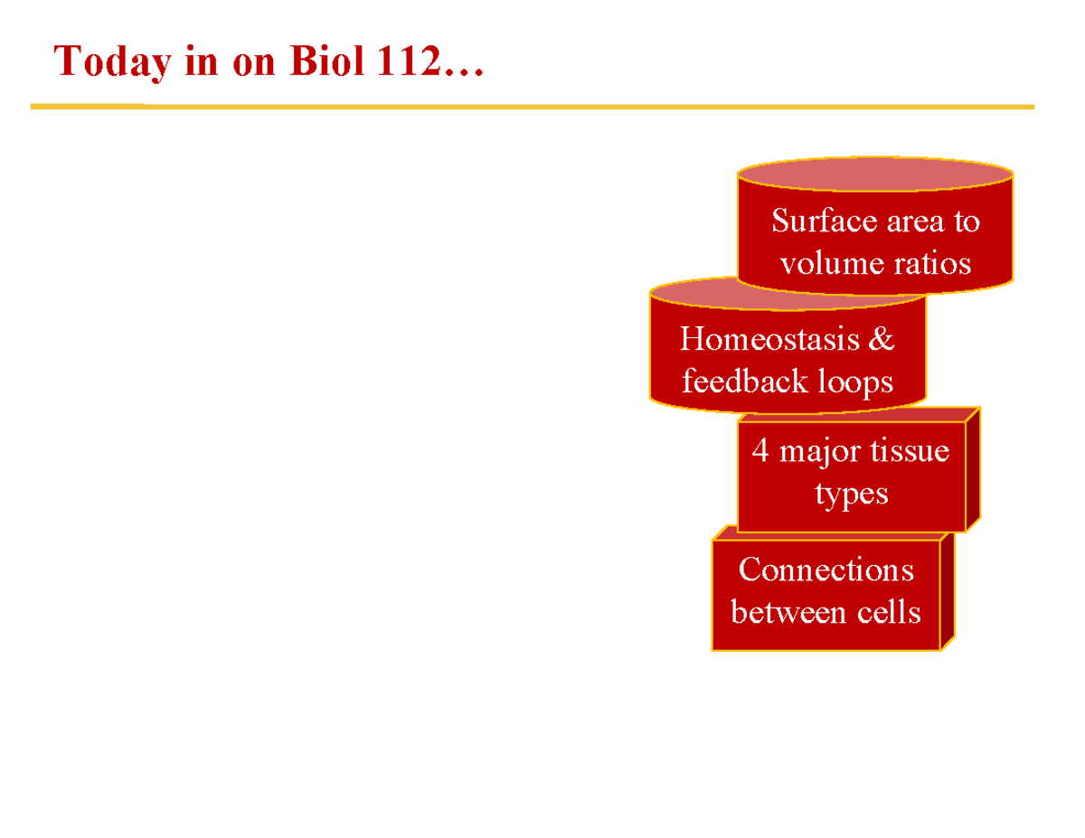 Biol 112: Homeostasis, Feedback Loops, and Tissue Types Overview ...