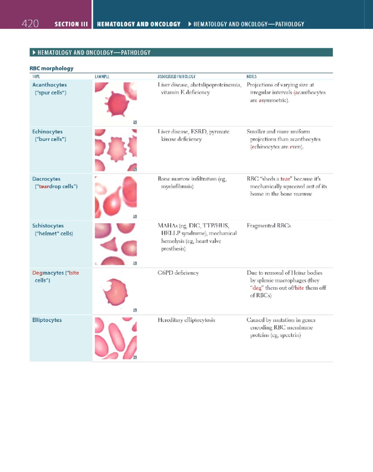 HEMATOLOGY AND ONCOLOGY: RBC Morphology and Associated Pathologies ...
