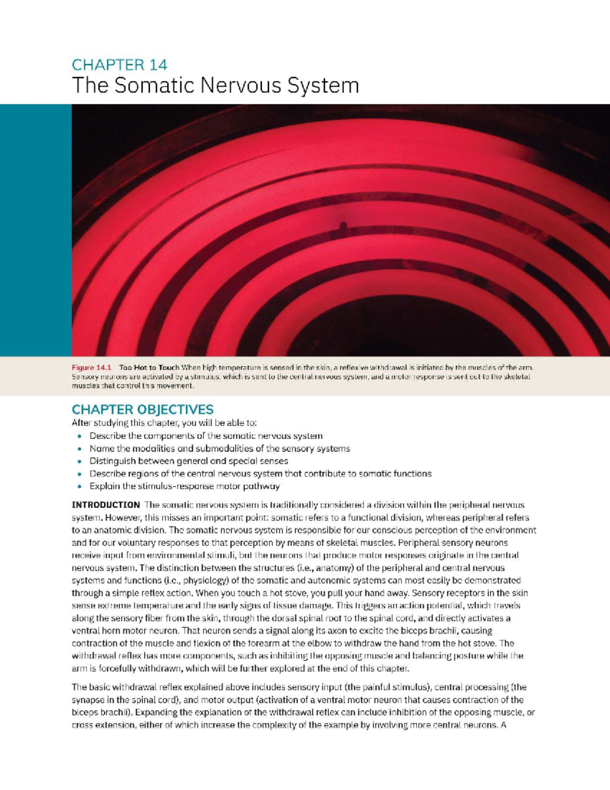 Ch 14 - The Somatic Nervous System: Final Exam Notes - Studocu