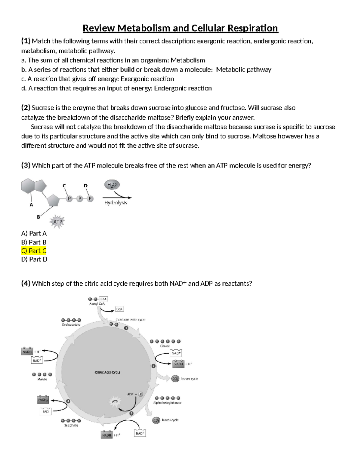 Cellular Respiration Worksheet Review 2024 - Key Concepts Explained ...