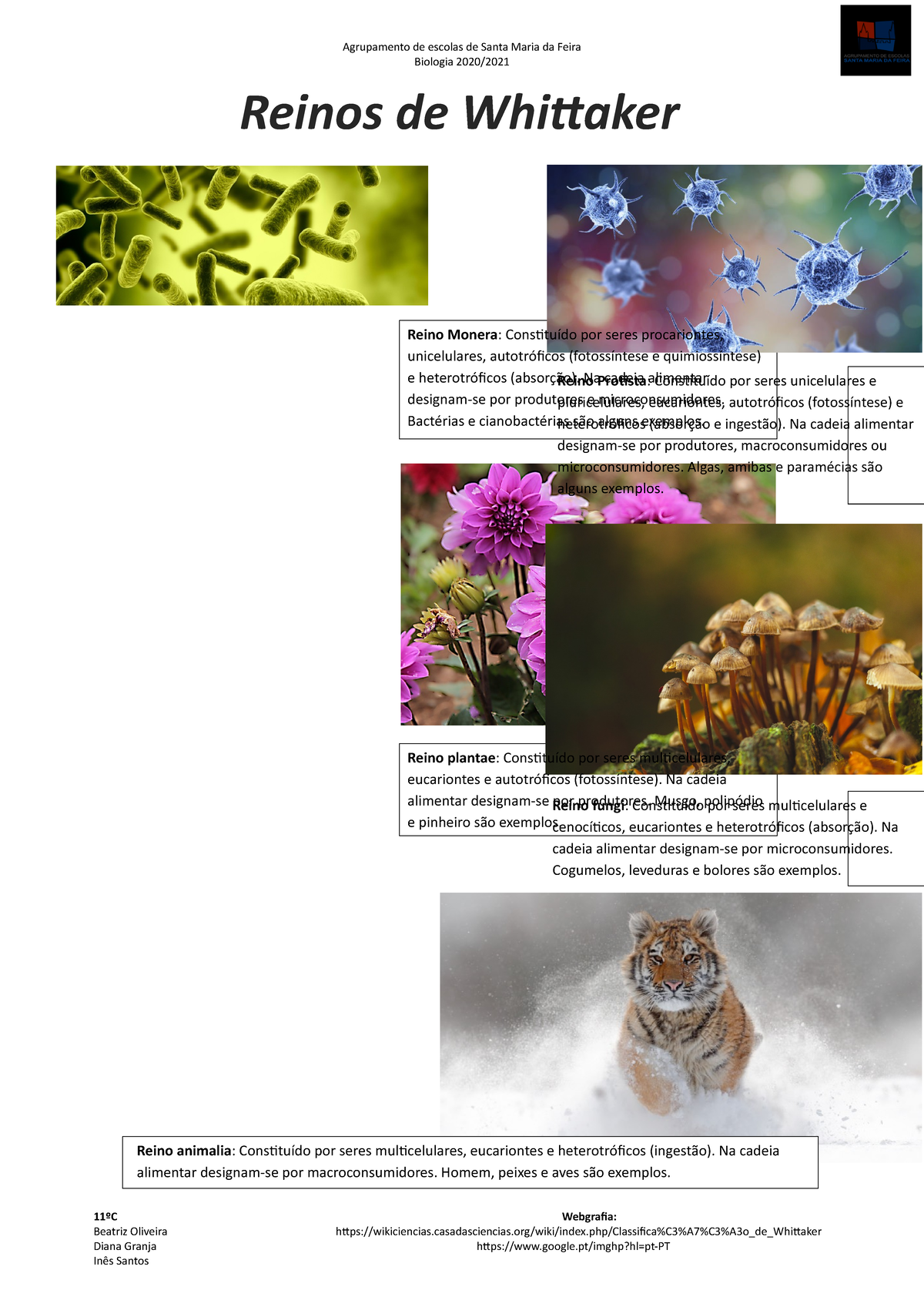 Reinos de Whittaker: Características e Exemplos Ilustrados em Biologia -  Studocu