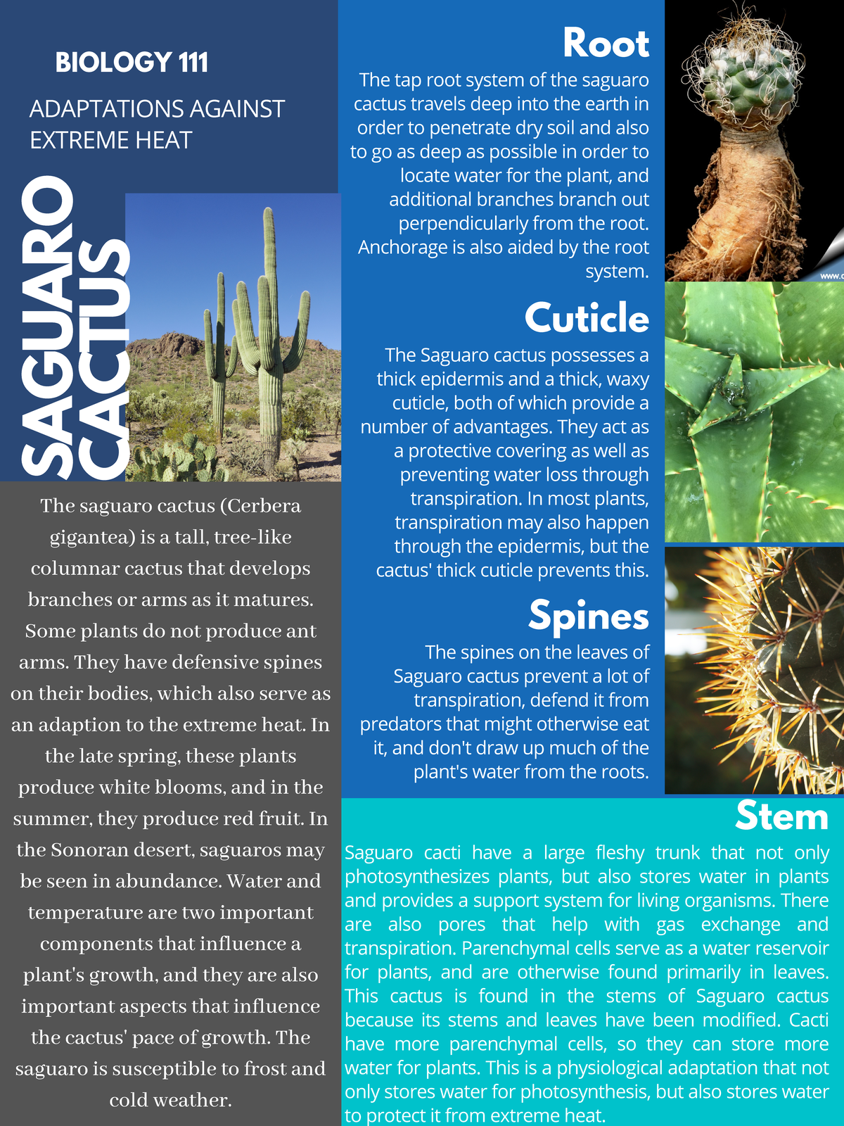 cactus nude Cactus Nude – LoCA.art main image 0