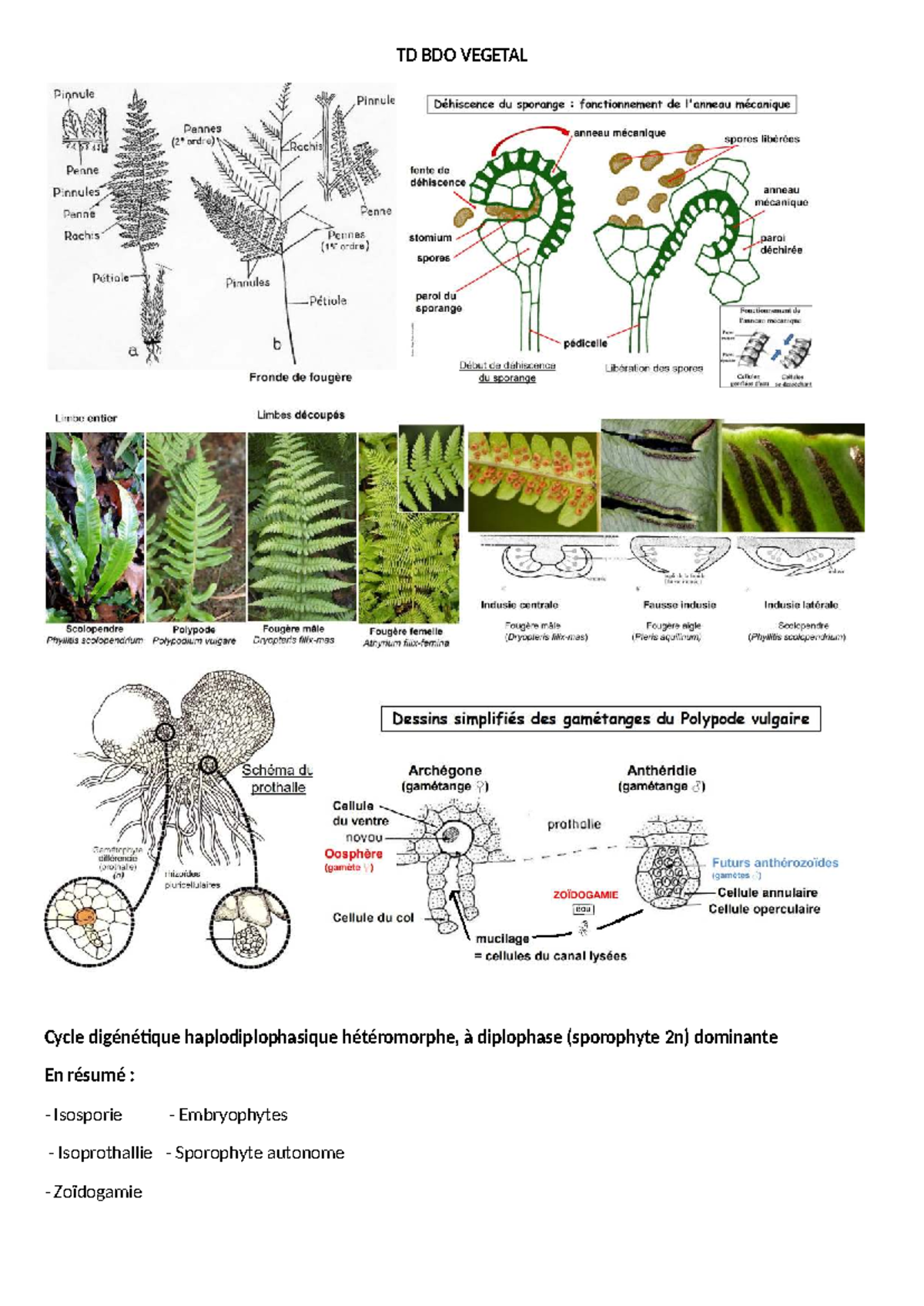 TP BDO Végétal : Cycle Digénétique et Reproduction des Embryophytes ...