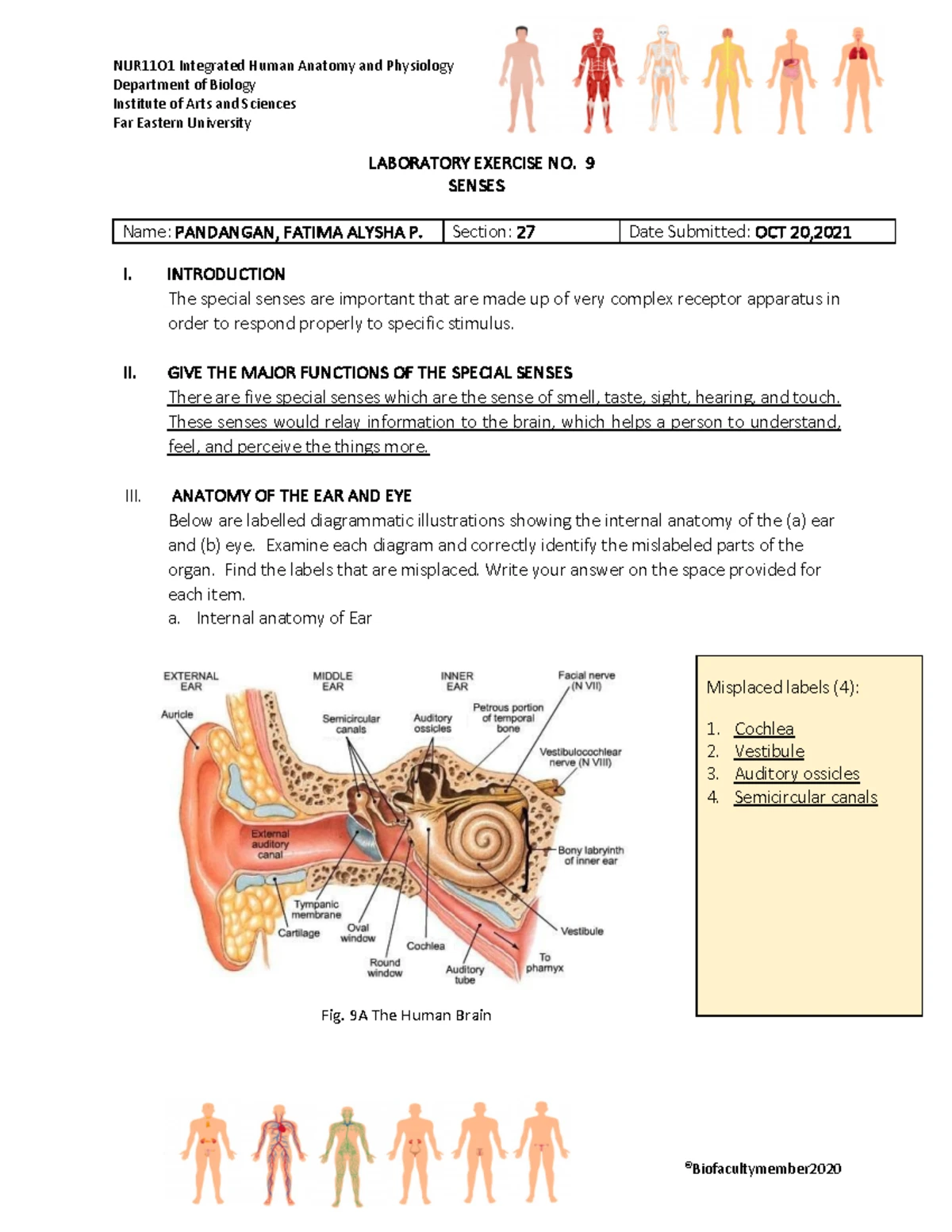 Muscular System - Laboratory Exercise (Anatomy and Functions ...
