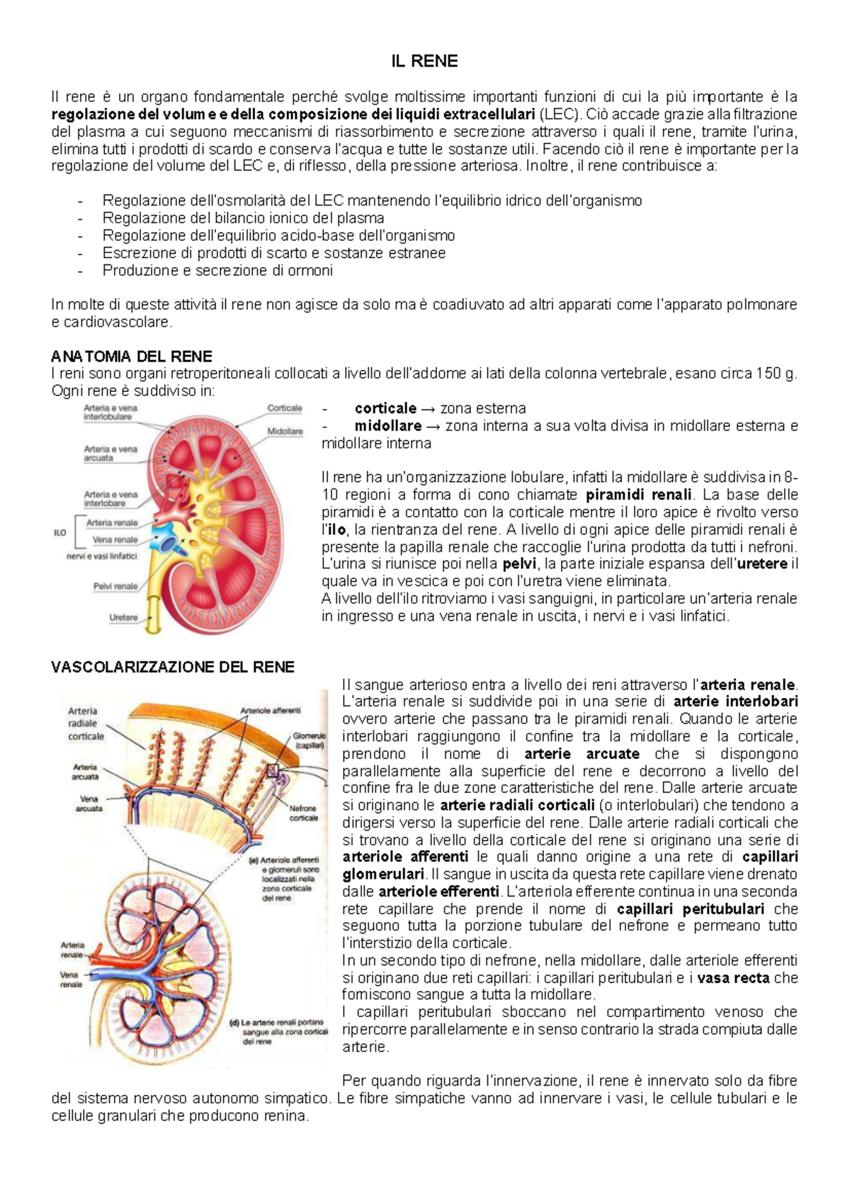 Appunti di Fisiologia del Rene - IL RENE e le sue Funzioni - Studocu
