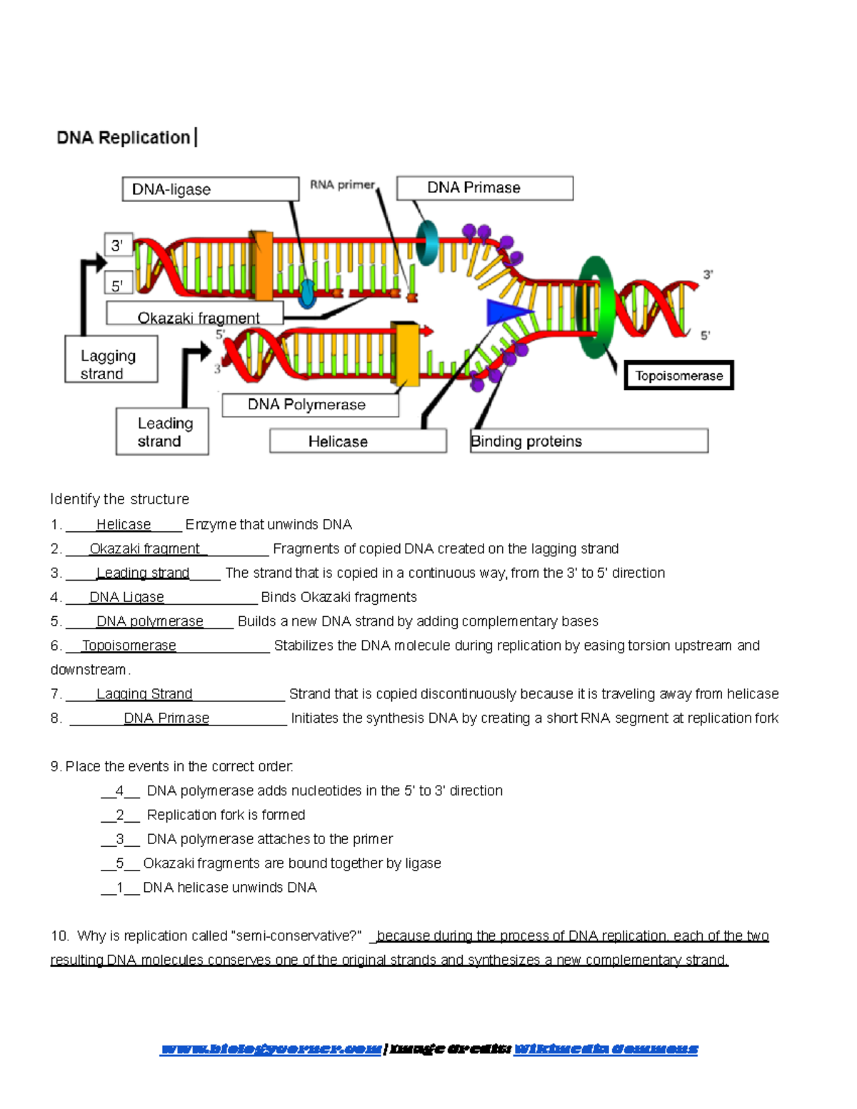 DNA Replication - Labeling - Identify the structure 1. Helicase Enzyme ...