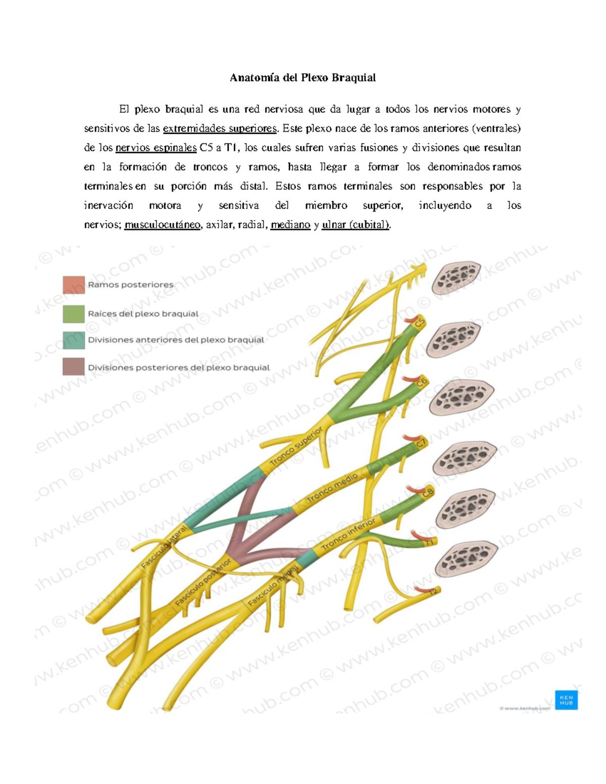 Resonancia Magnética De La Anatomía Del Plexo Braquial ANATOMIA
