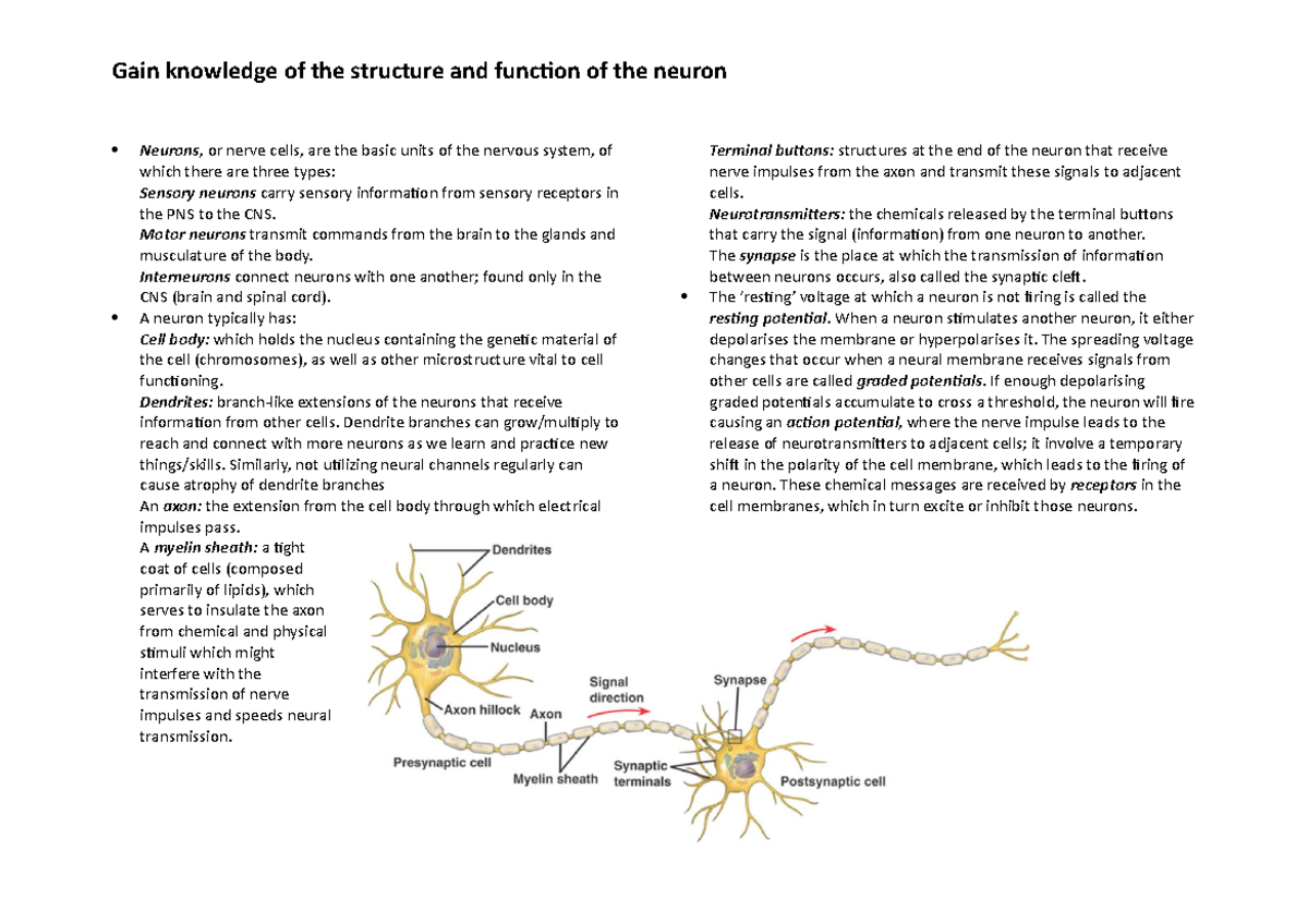 Neuron Structure And Function