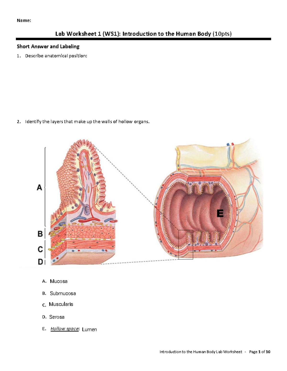 Introduction to the Human Body Lab Worksheet (WS1) - Anatomy Essentials ...