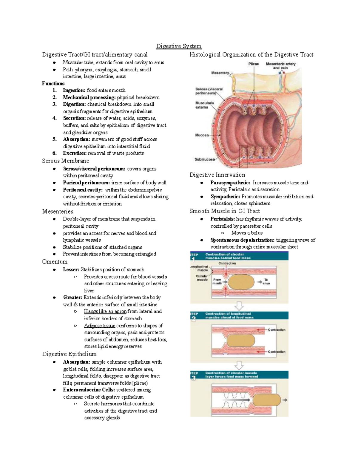 Major Tissues And Organs In The Digestive System