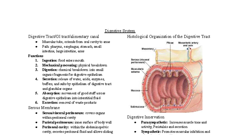 Unit 5 - Digestive System: Histological Organization & Functions - Studocu