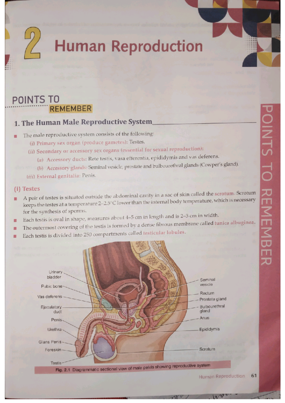 Human reproduction - Very important notes for boards - 2 Human ...