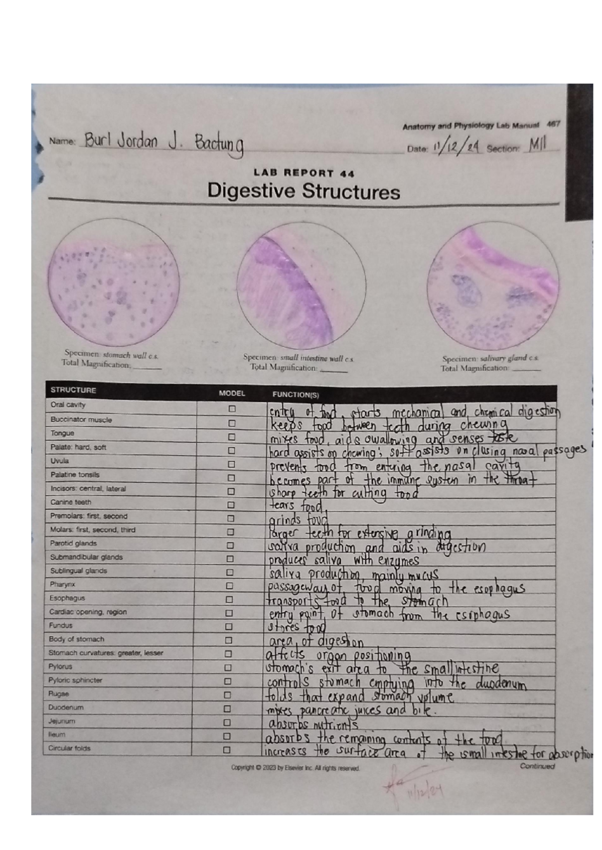ANAPHY14A - Lab Report 44: Digestive Structures Overview - Studocu
