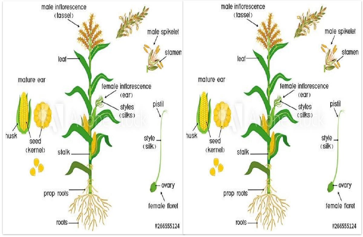 Morphology of Corn (CROP 101) - Key Components and Structures - Studocu