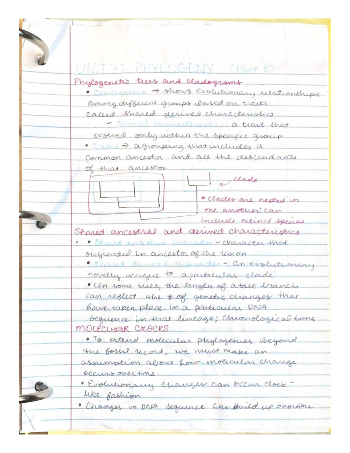 UNIT7 PHYLOGENY (Part 2): Phylogenetic Trees & Cladograms Notes - Studocu