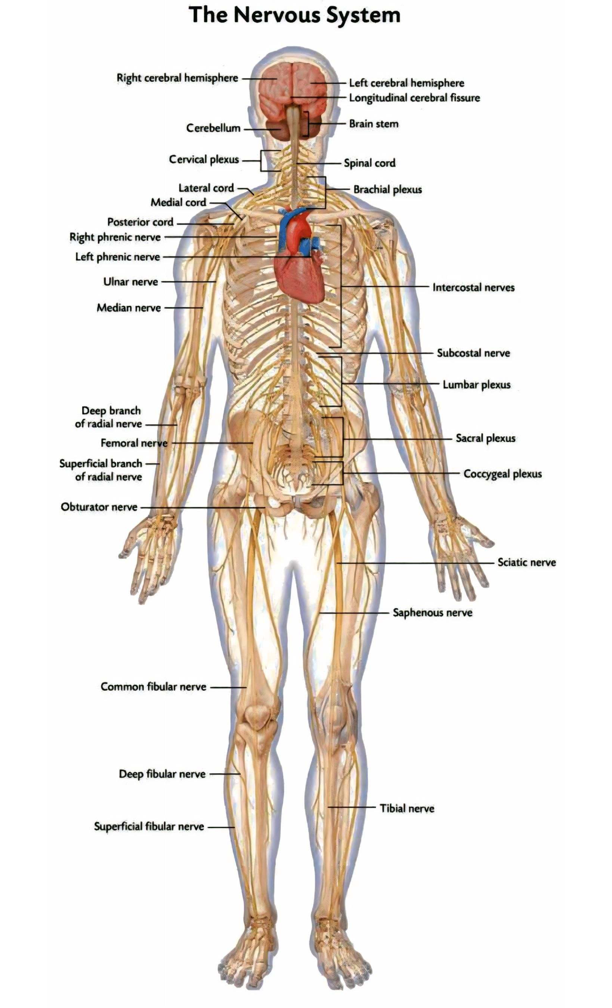 NS - Nervous System Overview and Anatomy - Studocu