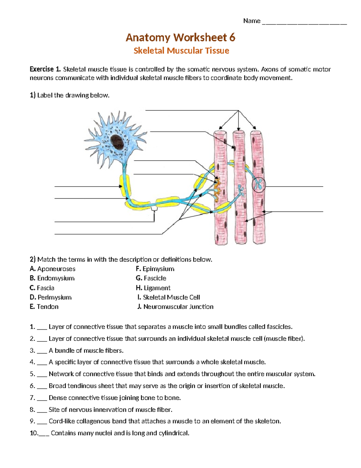 Anat Wkst 6: Skeletal Muscle Tissue Exercises and Labeling - Studocu