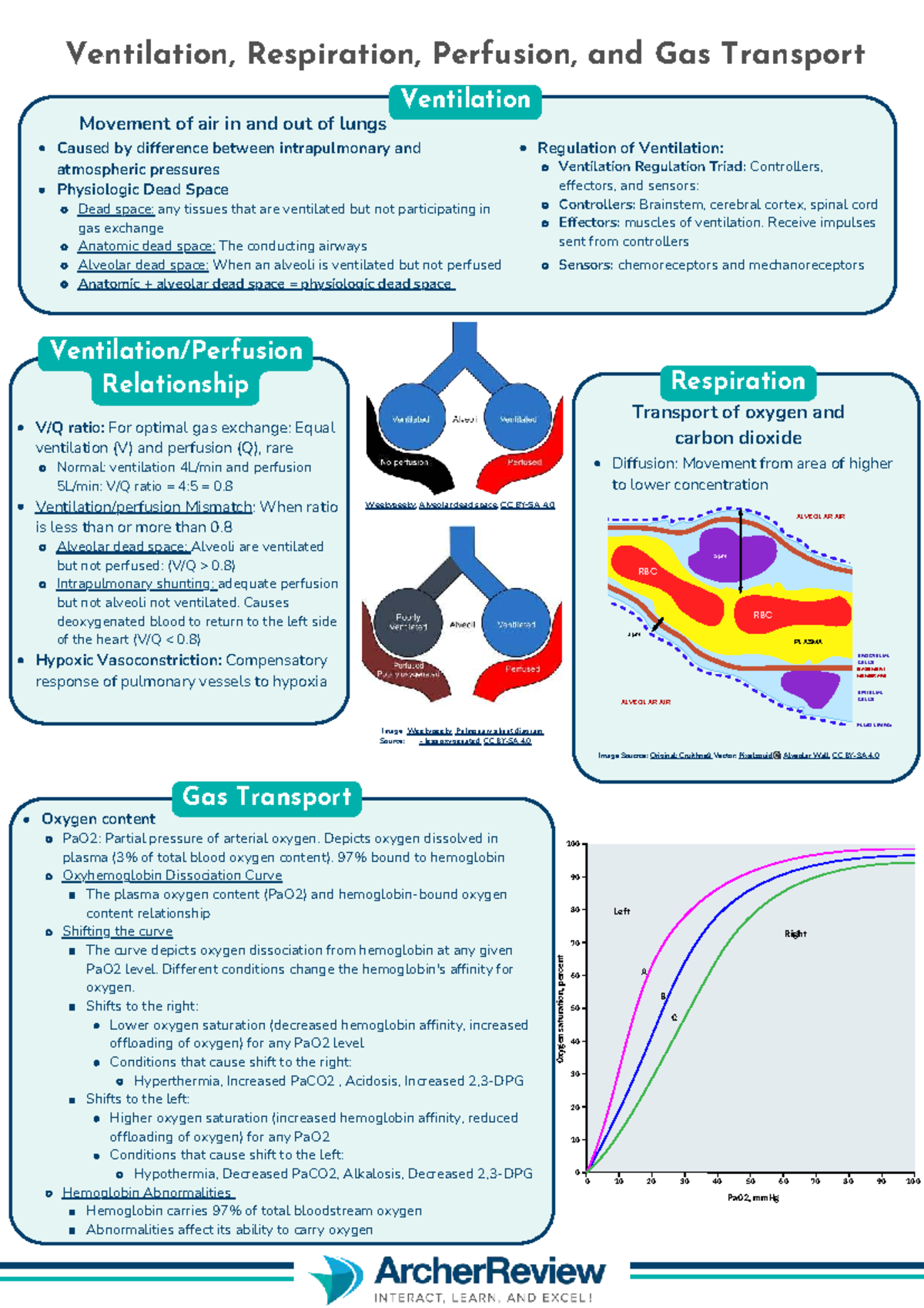 What is the Difference between Ventilation And Respiration: Explained Clearly