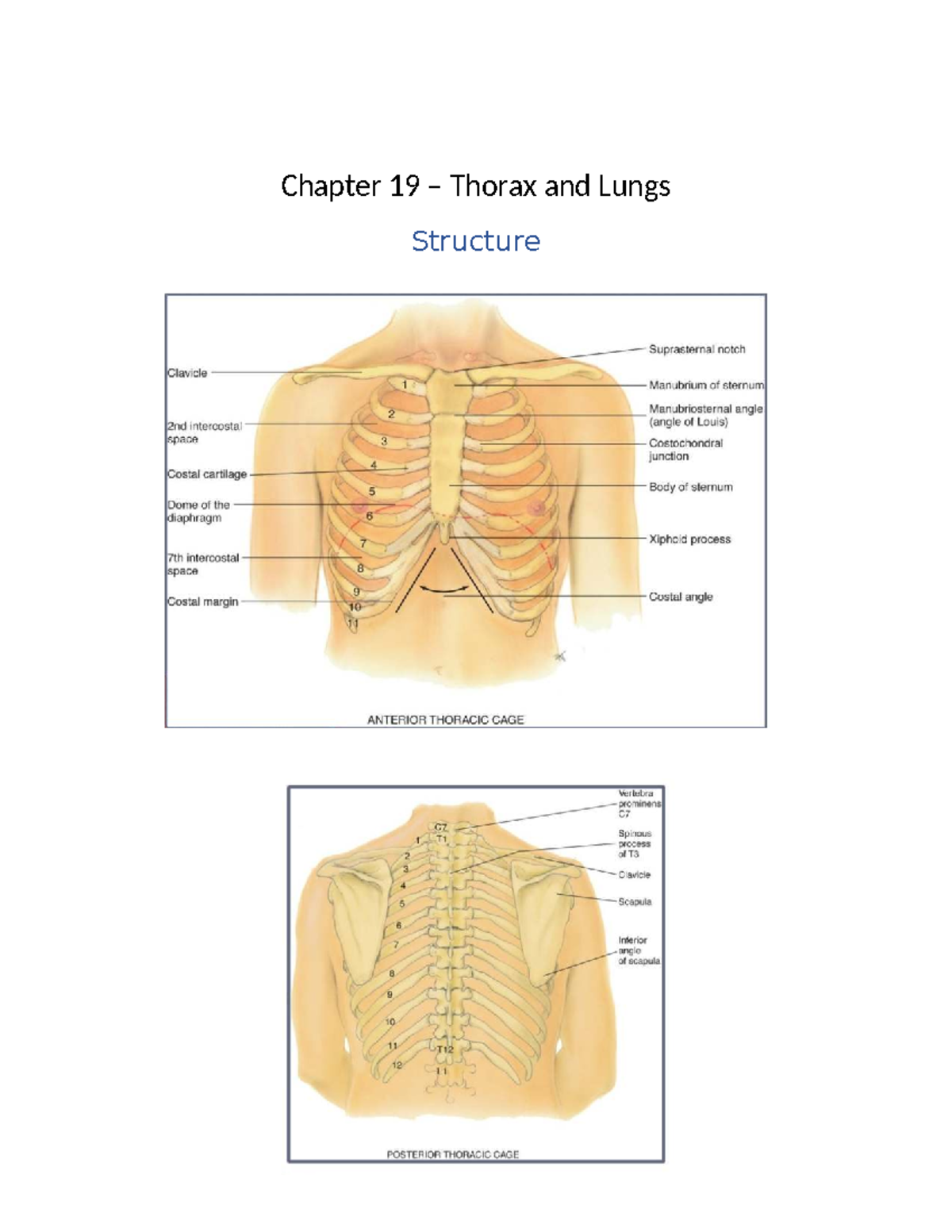 Lungs and Thorax Assessment (Chapter 19) - Studocu
