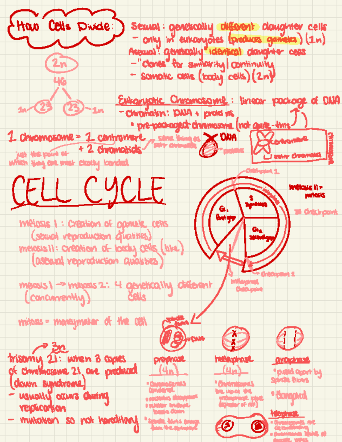Biology 101 Final Exam Key Concepts on Cell Division and Genetics - Studocu