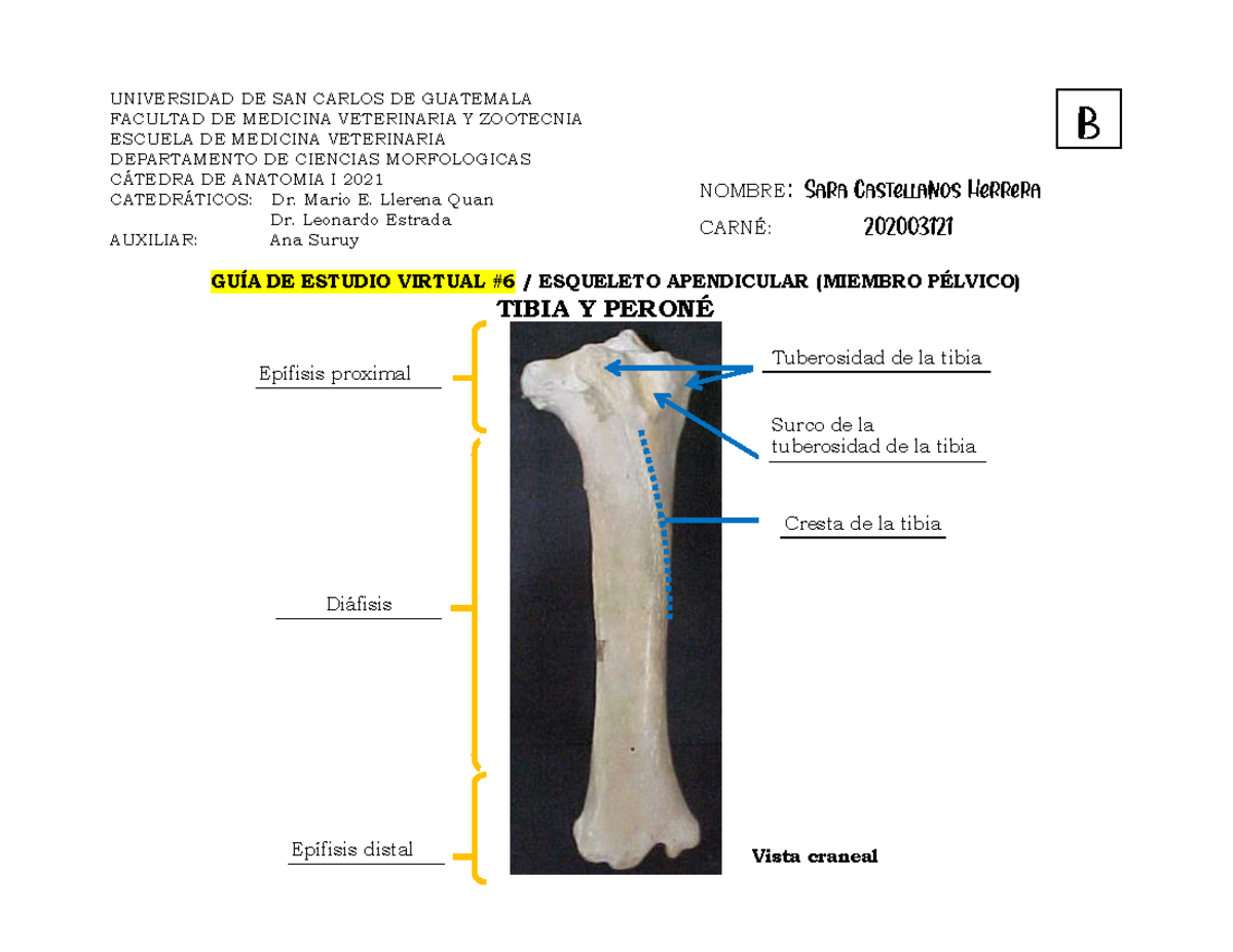 Tibia Hueso Caracteristicas